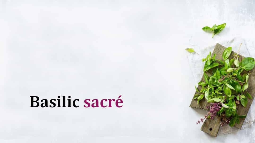 Basilic sacré: Les 12 principaux bienfaits pour la santé les plus étonnants