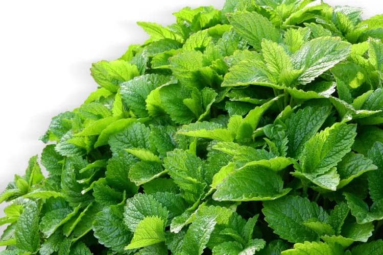 Mélisse officinale : Bienfaits et utilisations