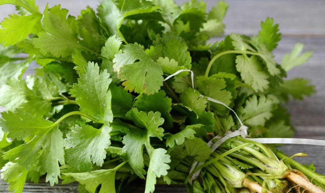 La coriandre et ses 12 secrets santé insoupçonnés
