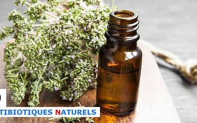 9 antibiotiques naturels qui tuent les bactéries dans votre corps