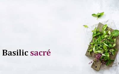Basilic sacré: Les 12 principaux bienfaits pour la santé les plus étonnants