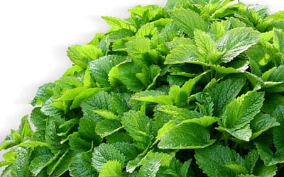 Mélisse officinale : Bienfaits et utilisations