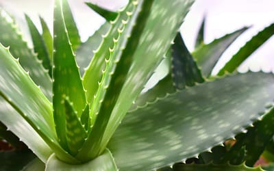 L’aloe vera une plante venue du désert